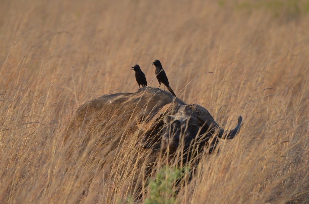 Die größte Herde afrikanischer Büffel lebt im Kidepo-Nationalpark