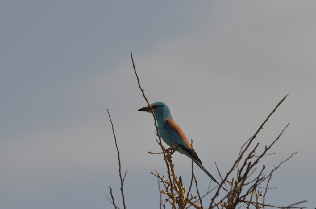 Senegalracke (Abyssinan Roller)