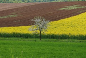 weinviertel-009